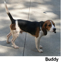 Adopt Me! (click for more info on Curly)