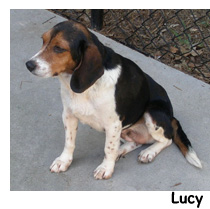 Adopt Me! (click for more info on Tucker)